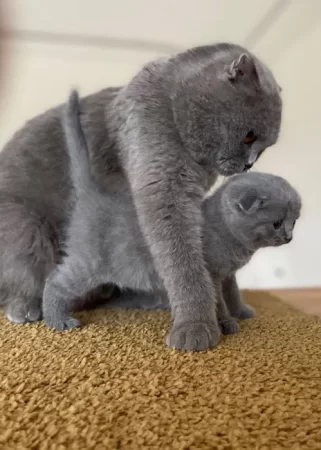Шотландська висловуха (Scottish Fold) тендітне кошеня шукає люблячу сімью | Коти Київ | Оголошення УХТИ | image-6766
