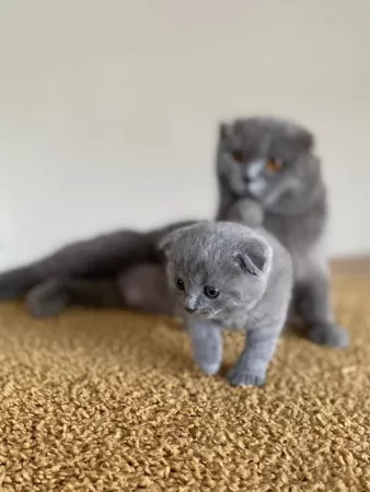 Шотландська висловуха (Scottish Fold) тендітне кошеня шукає люблячу сімью | Коти Київ | Оголошення УХТИ | image-6767