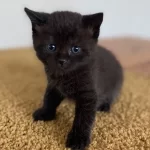 Котик з блакитними очима