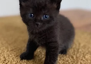 Котик з блакитними очима