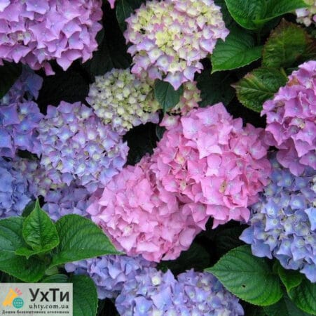 Hydrangea seedlings | Announcements UHTI Dnipro | d71df-21699