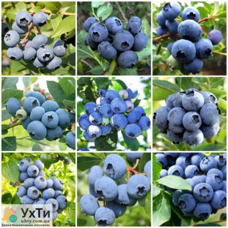 Blueberry seedlings, 3 years old | Advertisement UHTA Zolochiv | photo-21697