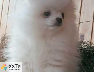 gulbene belyy mishka malchik pomeranskogo shpica 3990838 Дошка оголошень УХТИ