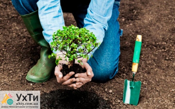 Gardener in a garden center | Advertisement UHTI Kamianets-Podilskyi | zobra-22018