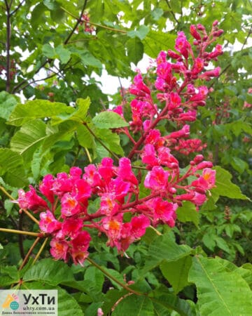 Red chestnut for landscaping | Advertisement UHTI Berdyansk | 01-1-23874