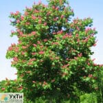 Red chestnut for landscaping | Advertisement UHTI Berdyansk | 02-2-23875