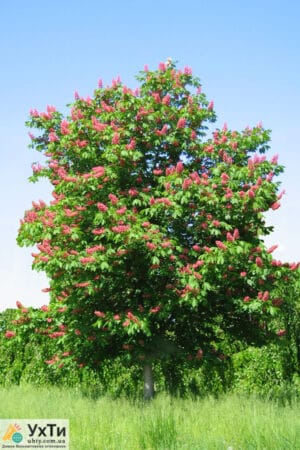 Red chestnut for landscaping | Advertisement UHTI Berdyansk | 02-2-23875