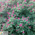 Red chestnut for landscaping | Advertisement UHTI Berdyansk | 03-2-23876