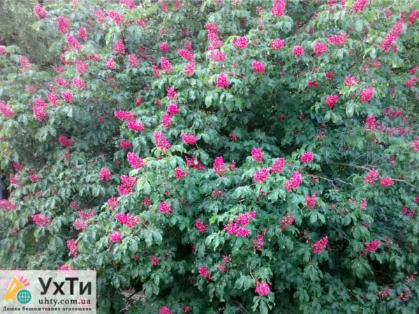 Red chestnut for landscaping | Advertisement UHTI Berdyansk | 03-2-23876