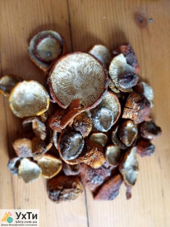 Красные мухоморы | Объявления УХТЫ Вараш | 20240-24331