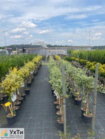 Plant care near Wroclaw | Advertisements UHTI Lviv | photo-24469