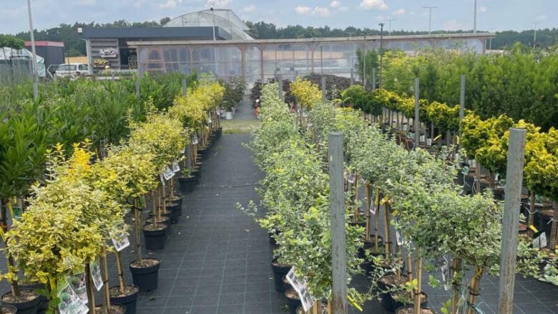 Уход за растениями поблизости от Вроцлава | Объявления УХТЫ Львов | photo-24469