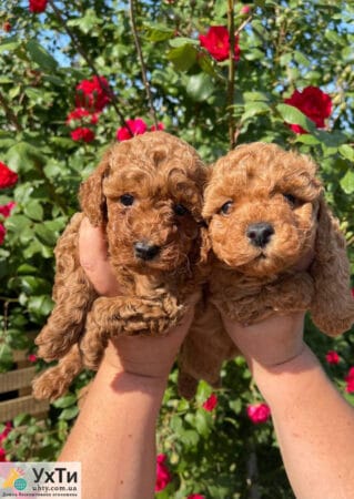 Poodle Red Brown | Advertisement UHTI Tulchyn | 01-2-24856