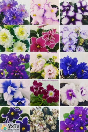Фиалки сортовые. Бегонии декоративно-лиственные. (Детки) | Объявления УХТЫ Лубны | 01-3-24982