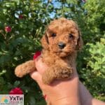 Poodle Red Brown | Advertisement UHTI Tulchyn | 02-2-24857