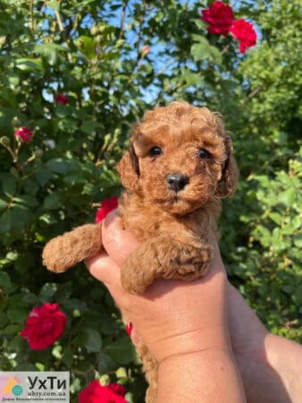 Poodle Red Brown | Advertisement UHTI Tulchyn | 02-2-24857