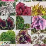 Фиалки сортовые. Бегонии декоративно-лиственные. (Детки) | Объявления УХТЫ Лубны | 02-3-24981