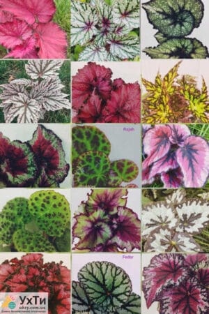 Фиалки сортовые. Бегонии декоративно-лиственные. (Детки) | Объявления УХТЫ Лубны | 02-3-24981