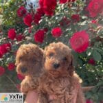 Poodle Red Brown | Advertisement UHTI Tulchyn | 03-2-24858