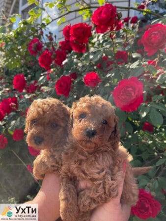 Poodle Red Brown | Advertisement UHTI Tulchyn | 03-2-24858