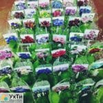 Фиалки сортовые. Бегонии декоративно-лиственные. (Детки) | Объявления УХТЫ Лубны | 03-3-24983