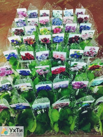 Фиалки сортовые. Бегонии декоративно-лиственные. (Детки) | Объявления УХТЫ Лубны | 03-3-24983