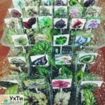 Фиалки сортовые. Бегонии декоративно-лиственные. (Детки) | Объявления УХТЫ Лубны | 04-2-24984