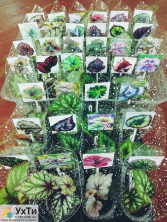 Фиалки сортовые. Бегонии декоративно-лиственные. (Детки) | Объявления УХТЫ Лубны | 04-2-24984