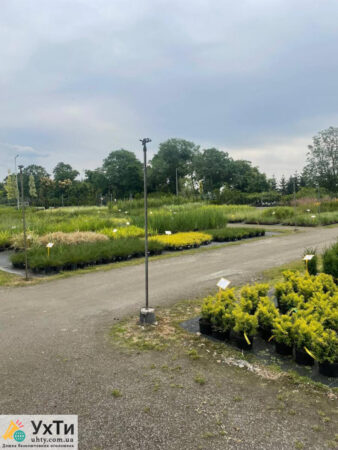 поблизости Вроцлава в садовый центр с.п и женщины | Объявления УХТЫ Донецк | photo-25048