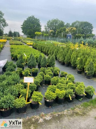 Уход за растениями поблизости Вроцлава в садовый центр, акция на жилье!!!! | Объявления УХТЫ Городок | photo-24701
