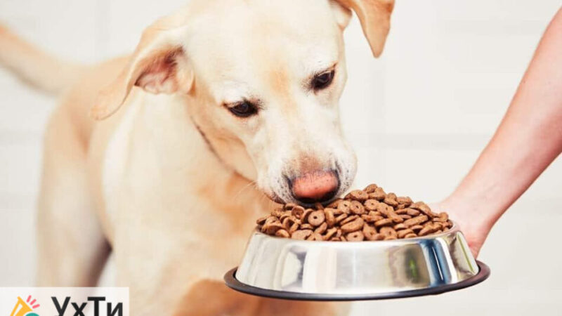 Как правильно выбрать и купить корм для собак больших пород: советы и рекомендации | Оголошення УХТИ | zobra-26278