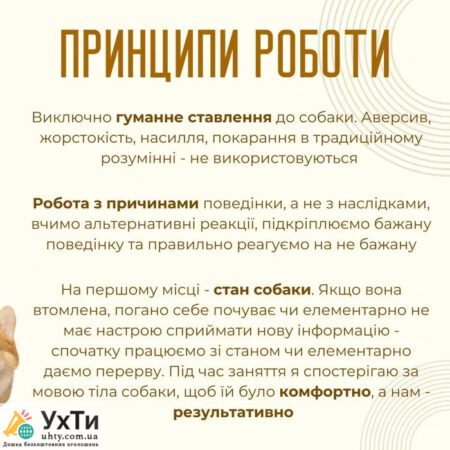 🐶 Online dog trainer consultation – get to know your dog! 🐾 | Advertisement UHTI Mogilev-Podilskyi | image-29409