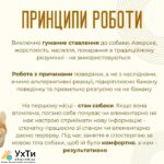 🐶 Консультация кинолога онлайн – объясняйтесь с вашей собакой! 🐾 | Объявления УХТЫ Полтава | image-29434