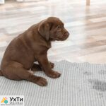 0206b2c2 3a6e 48d5 a5d6 5f4c9af05c0b Дошка оголошень УХТИ