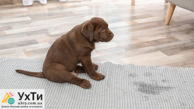 Elimination of animal odor in cars and premises using ozone | Advertisement UHTI Makeyevka | 0206b-30366