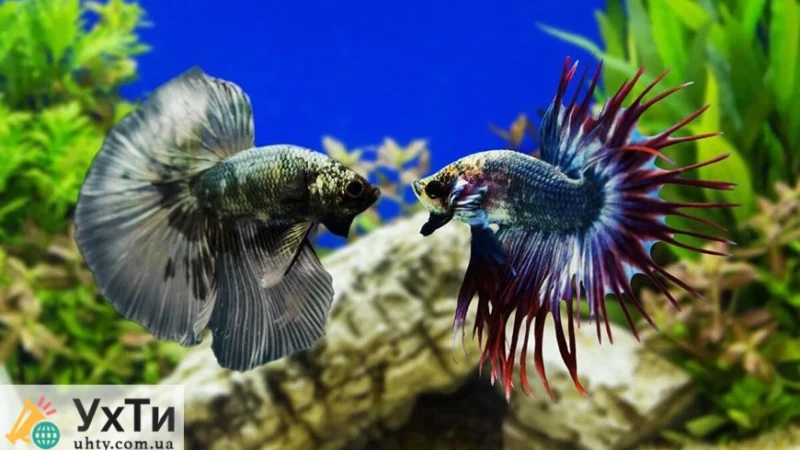 ТОП-10 неприхотливых аквариумных рыб для начинающих: лучшие виды и советы по уходу Объявления УХТЫ Город | 68286-30596