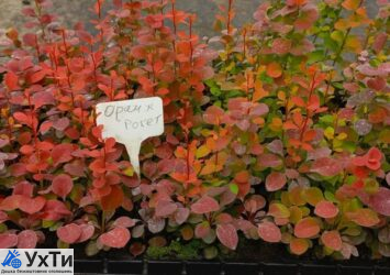 Укорененные черенки гортензий, барбарисов, хвойных и Р9 Объявления Дом и сад, Сад / огород УХТЫ Каменец-Подольский | barba-33331