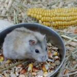 Dzungarian hamster baby | Ads Rodents, Animals UHTI Kyiv | 0-02--35196