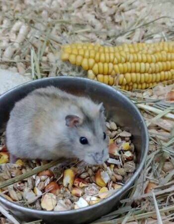 Dzungarian hamster baby | Ads Rodents, Animals UHTI Kyiv | 0-02--35196