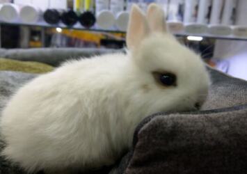 Декоративный кролик Объявления Другие животные, Животные УХТИ Киев | photo-35169