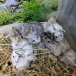 Dzungarian hamster baby | Ads Rodents, Animals UHTI Kyiv | photo-35197
