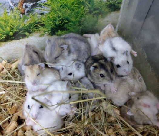 Dzungarian hamster baby | Ads Rodents, Animals UHTI Kyiv | photo-35197