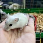 Dzungarian hamster baby | Ads Rodents, Animals UHTI Kyiv | photo-35198