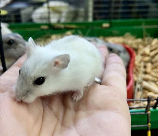 Dzungarian hamster baby | Ads Rodents, Animals UHTI Kyiv | photo-35198