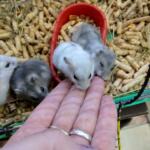 Dzungarian hamster baby | Ads Rodents, Animals UHTI Kyiv | photo-35199