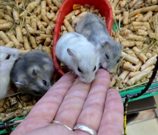 Dzungarian hamster baby | Ads Rodents, Animals UHTI Kyiv | photo-35199