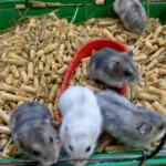 Dzungarian hamster baby | Ads Rodents, Animals UHTI Kyiv | photo-35200