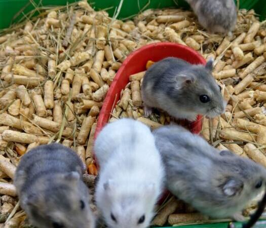 Dzungarian hamster baby | Ads Rodents, Animals UHTI Kyiv | photo-35200