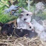 Syrian, royal hamster | Ads Rodents, Animals UHTI Kyiv | photo-35203