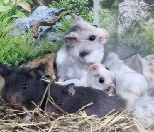 Syrian, royal hamster | Ads Rodents, Animals UHTI Kyiv | photo-35203
